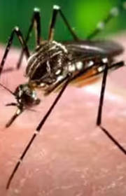 Don't ignore fever, even if dengue test negative Don't ignore fever, even if dengue test negative